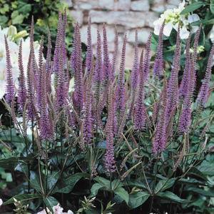 Veronicastrum virginicum 'Fascination' 