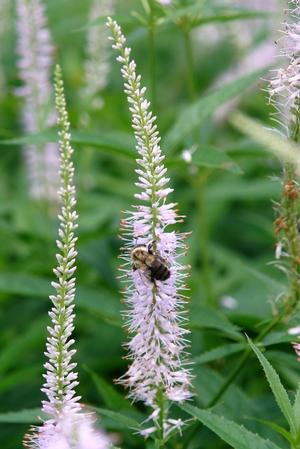 Veronicastrum virginicum 'Lavender Towers'