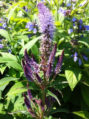 Veronicastrum virginicum 'Red Arrows'