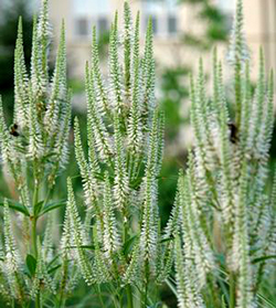 Veronicastrum virginicum