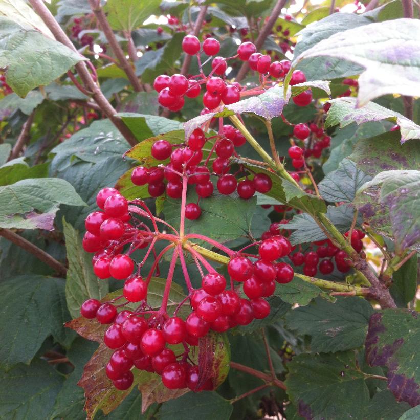 Viburnum trilobum  NEW