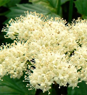 Viburnum dentatum