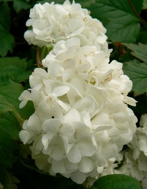 Viburnum opulus 'Sterile'