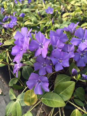 Vinca minor  - Tray of 36 Plants