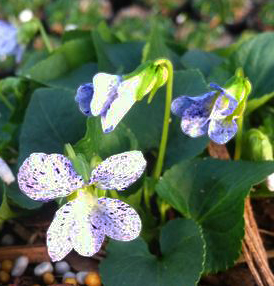 Viola sororia 'Freckles'