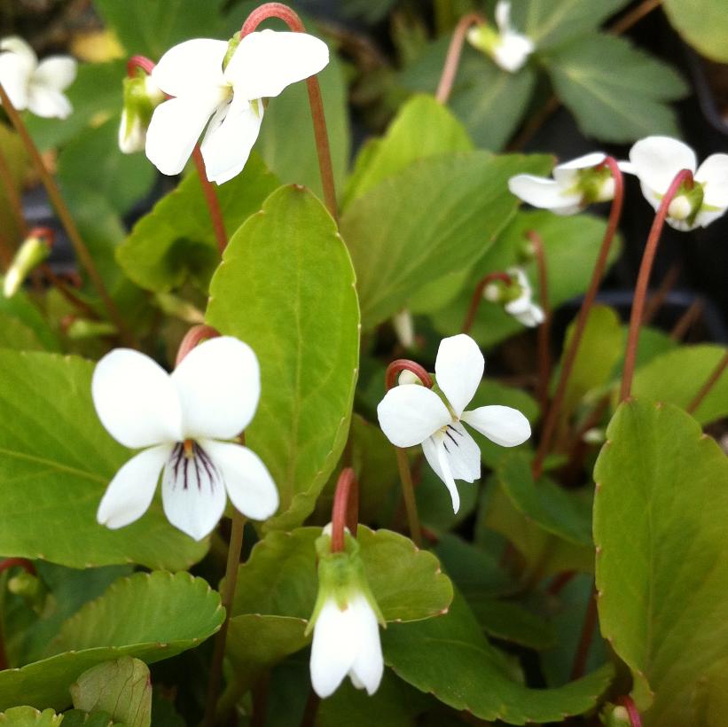 Viola canadensis   NEW