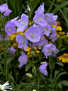 Campanula persicifolia 'Takion Blue'