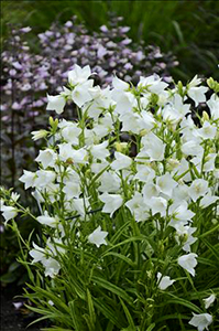 Campanula persicifolia 'Takion White'