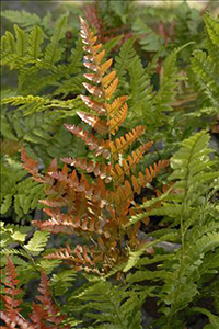 Dryopteris erythrosora 'Brilliance' 