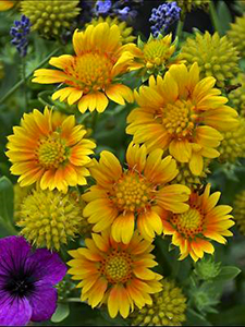 Gaillardia 'Arizona Apricot'