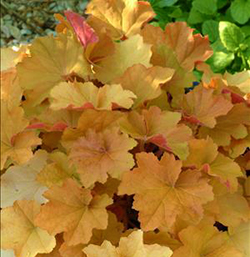 Heuchera 'Caramel