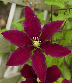 Clematis 'Niobe'