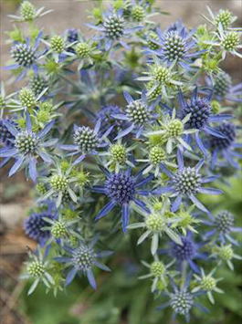 Eryngium planum 'Blue Hobbit' 