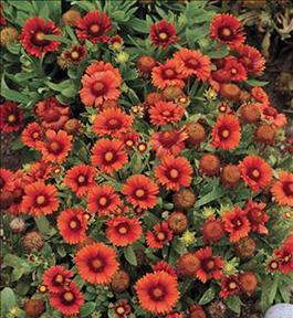 Gaillardia 'Arizona Red Shades'