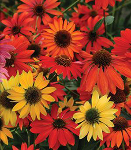 Echinacea 'Cheyenne Spirit'