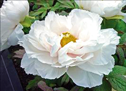 Tree Peony - White