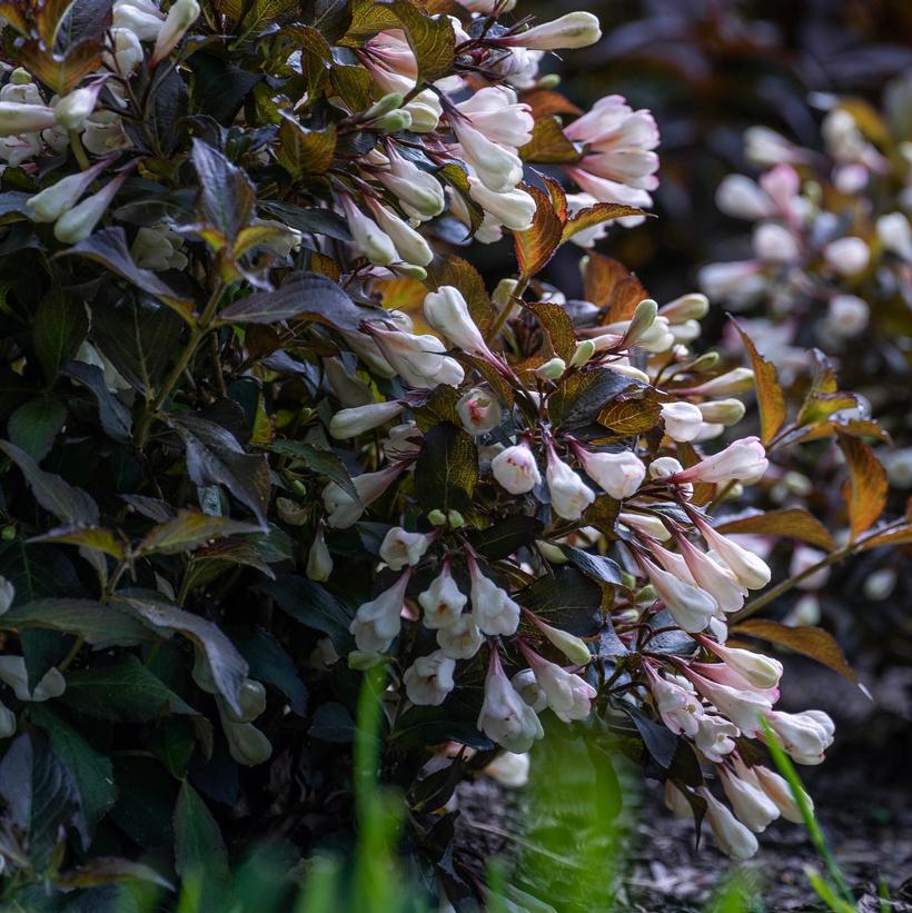 Weigela x 'Afterglow'  