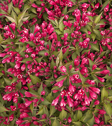 Weigela x 'Crimson Kisses'