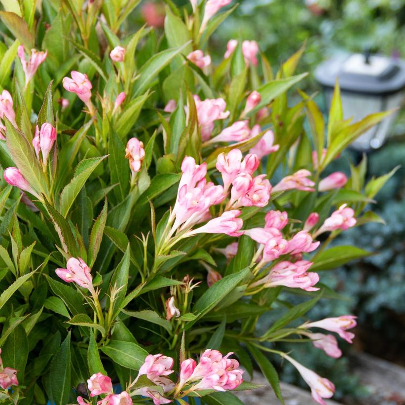 Weigela x 'Peach Kisses'