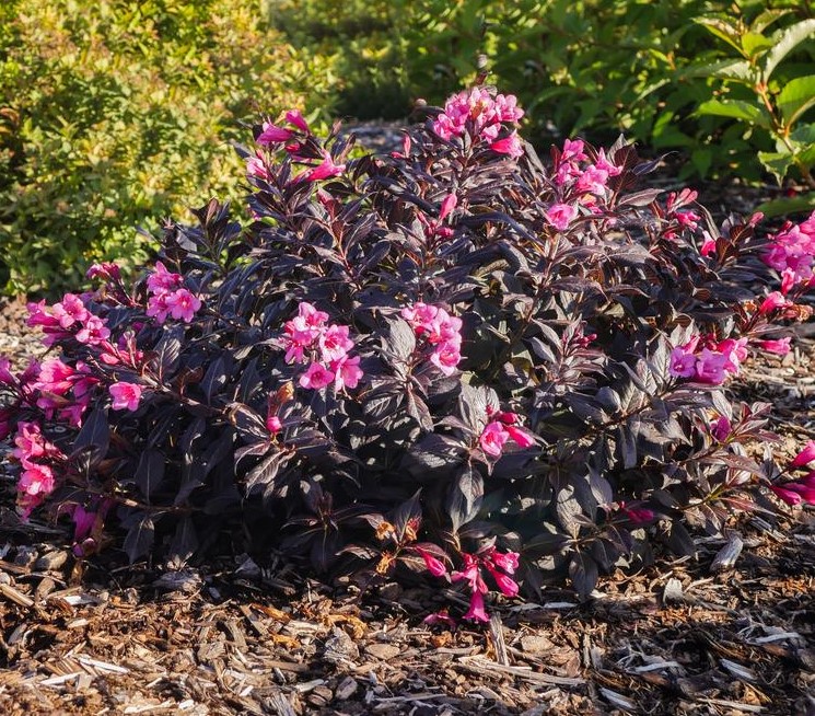 Weigela x 'Stunner'   NEW