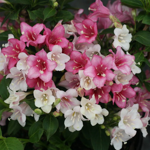 Weigela x 'Czechmark Trilogy'  