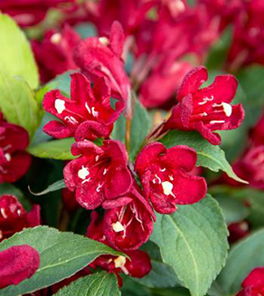 Weigela x 'Maroon Swoon'