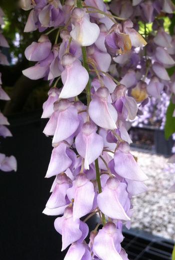 Wisteria macrostachya 'Aunt Dee'