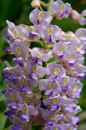 Wisteria macrostachya 'Blue Moon' 