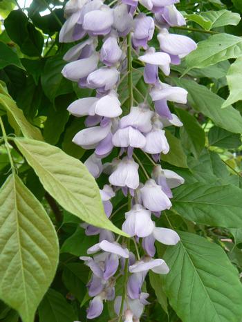 Wisteria sinensis 'Blue Sapphire'