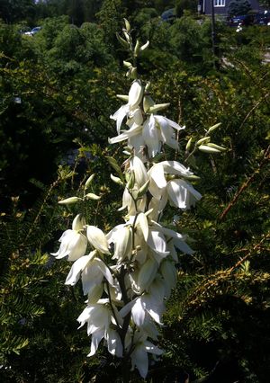 Yucca filamentosa  