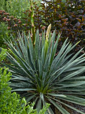 Yucca filamentosa 'Excalibur'