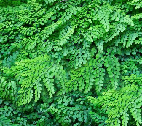 Adiantum venustum  NEW