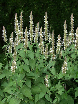 Agastache scrophulariaefolia