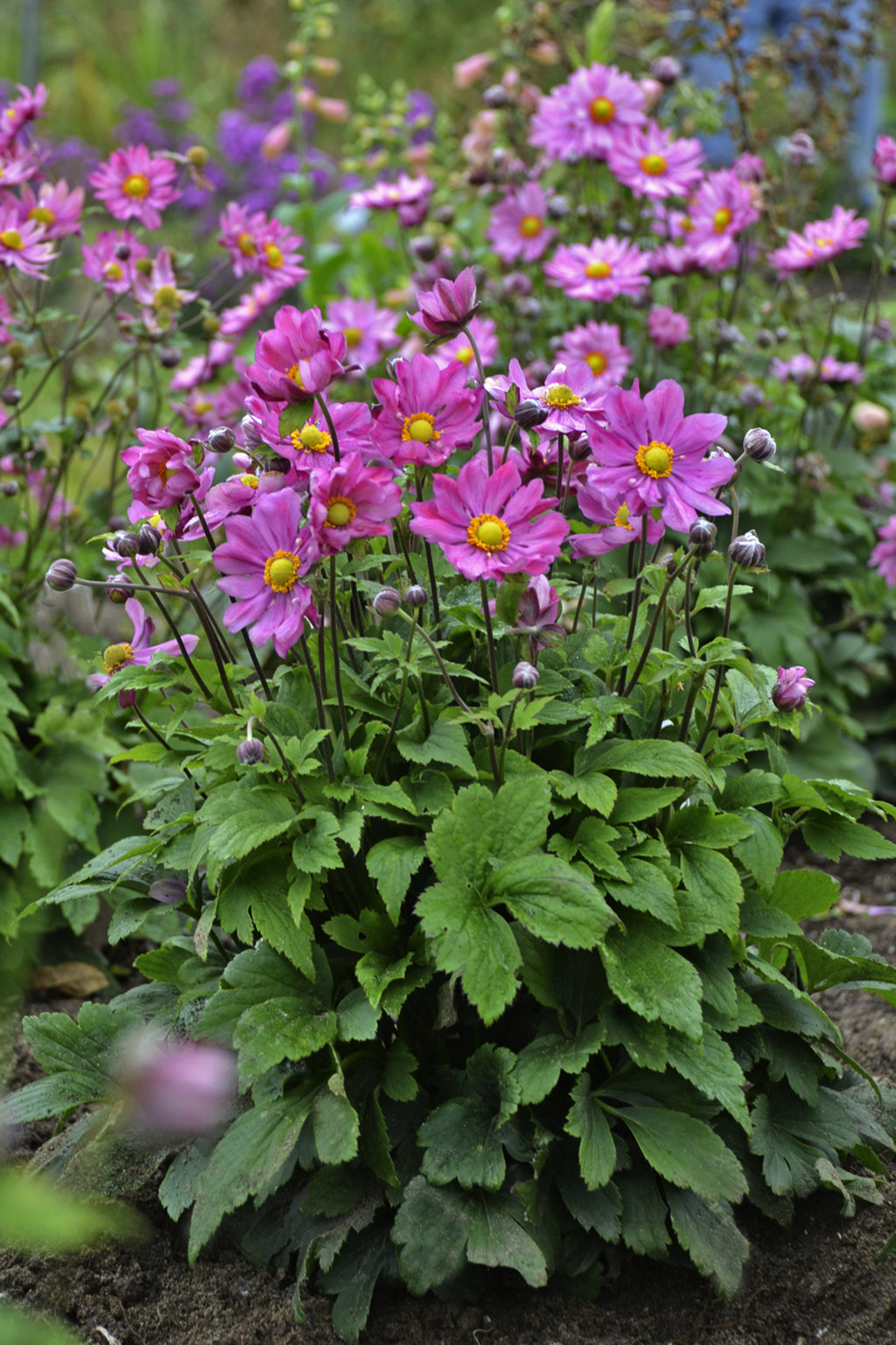 Anemone 'Curtain Call Deep Rose' 