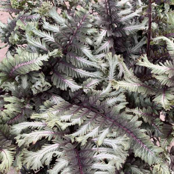 Athyrium niponicum 'Crested Surf'  