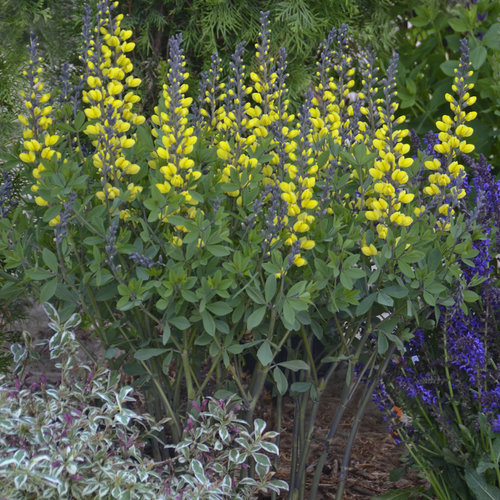 Baptisia 'Lemon Meringue'  