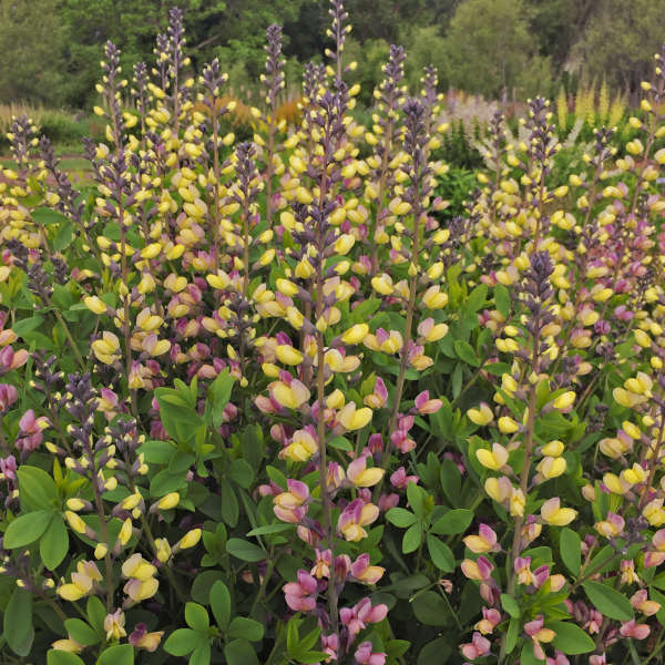 Baptisia 'Pink Lemonade'