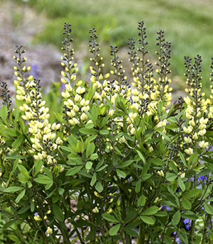 Baptisia 'Vanilla Cream' 