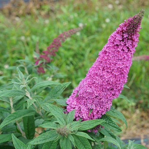 Buddleia x 'Pugster Pinker'  