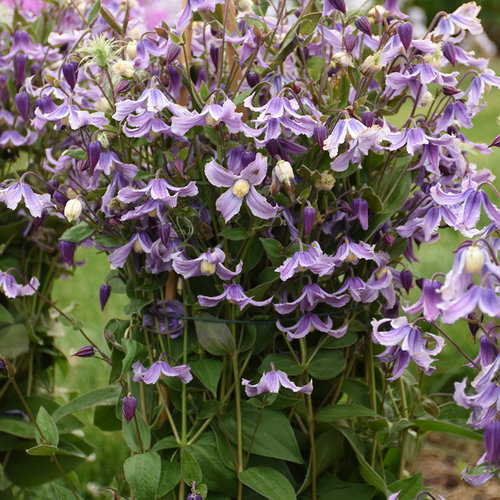 Clematis 'Stand By Me Lavender'  