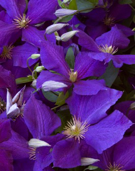 Clematis 'Jackmanni'