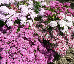 Dianthus barbatus 'Dwarf Midget Mix' 