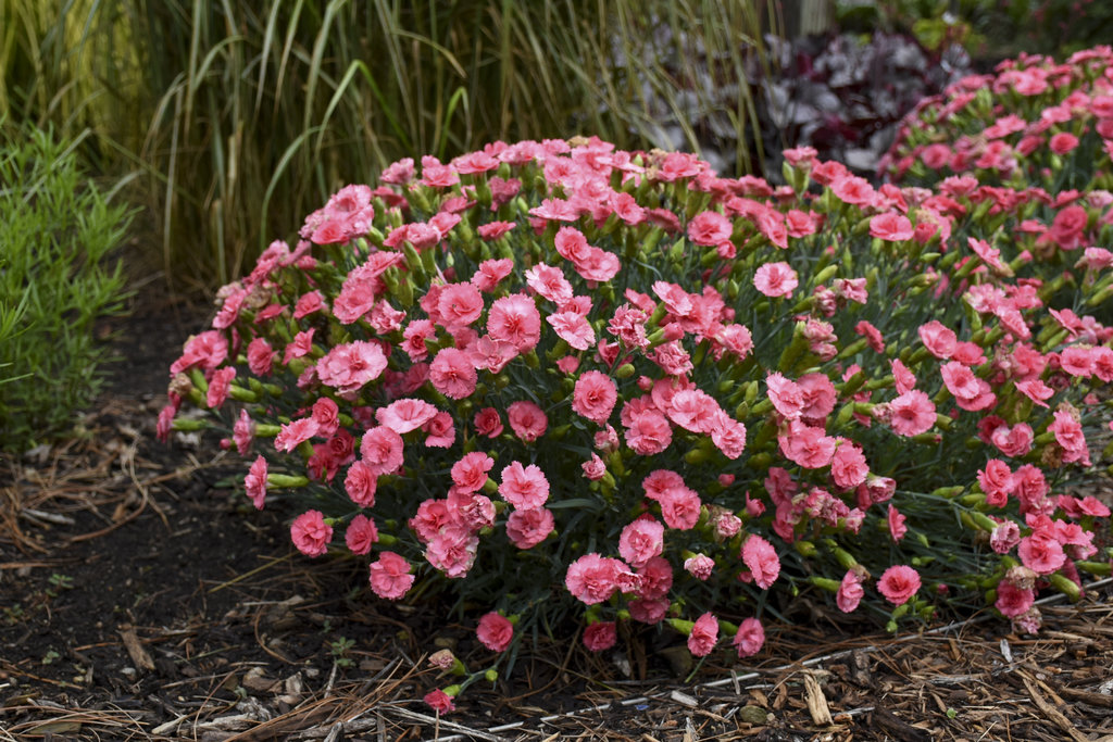 Dianthus 'Classic Coral' 