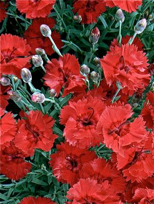 Dianthus 'Fire Star'