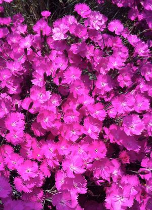 Dianthus gratianopolitanus 'Firewitch'