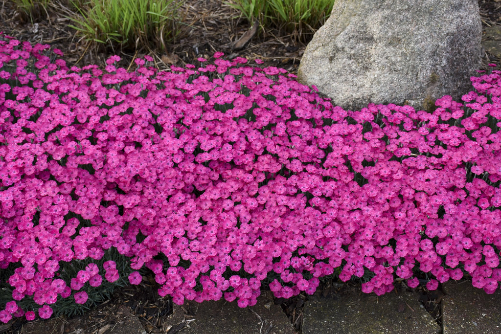 Dianthus 'Paint the Town Magenta' 