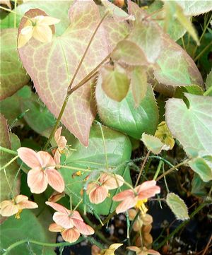 Epimedium x cantabrigiense