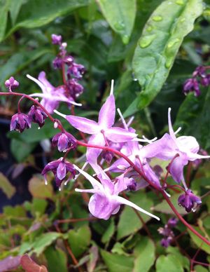 Epimedium grandiflorum 'Lilafee'