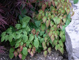 Epimedium rubrum