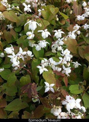 Epimedium x youngianum 'Niveum'